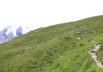 Viele Blaubära ond dr Ortler