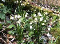 Märzenbecher im Autal (Bad Überkingen)