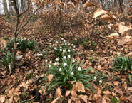 Märzenbecher am Heldenberg